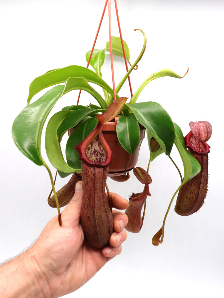Nepenthes "Rob" Ventricosa x Robcantleyi