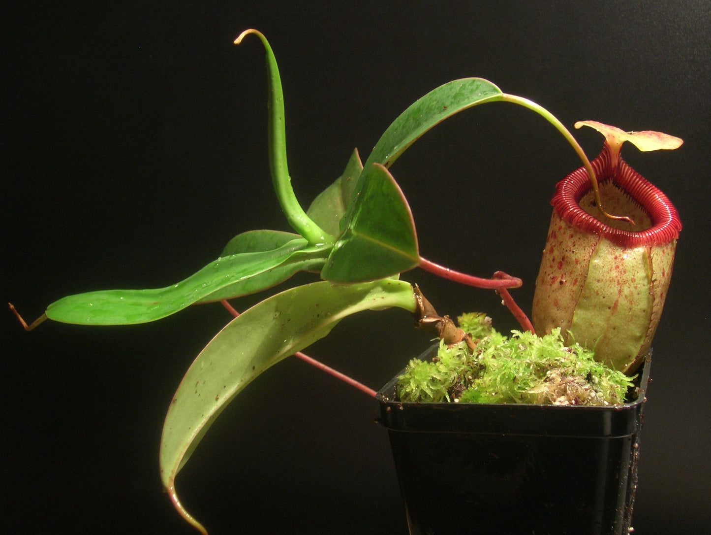 Nepenthes sibuyanensis Guiting-Guiting, Philippines