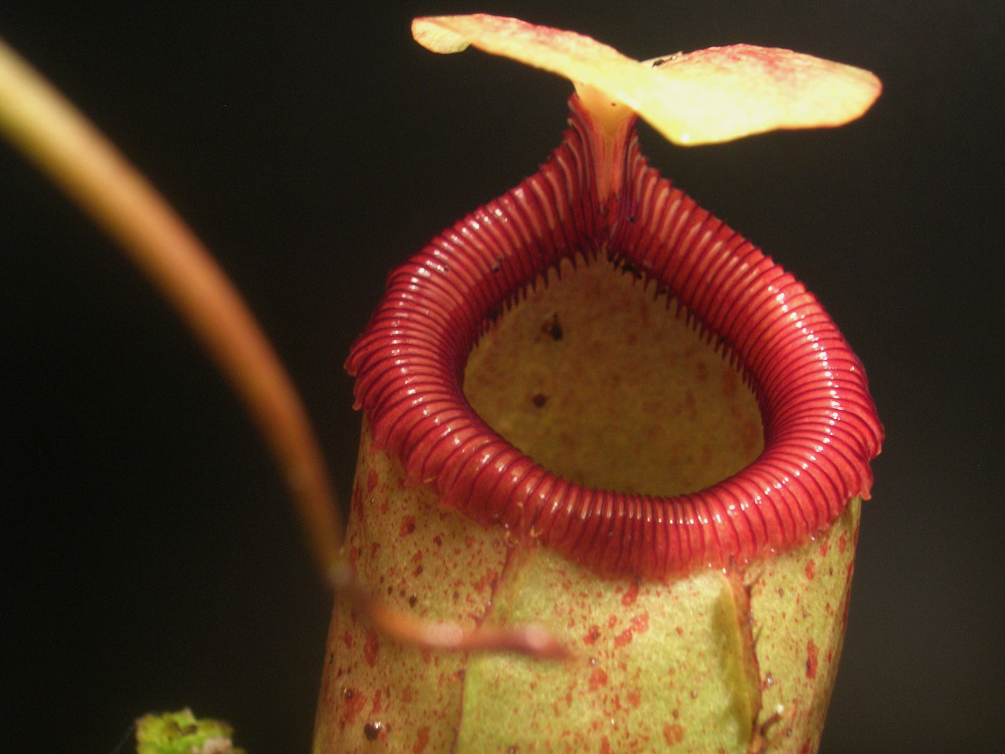 Nepenthes sibuyanensis Guiting-Guiting, Philippines