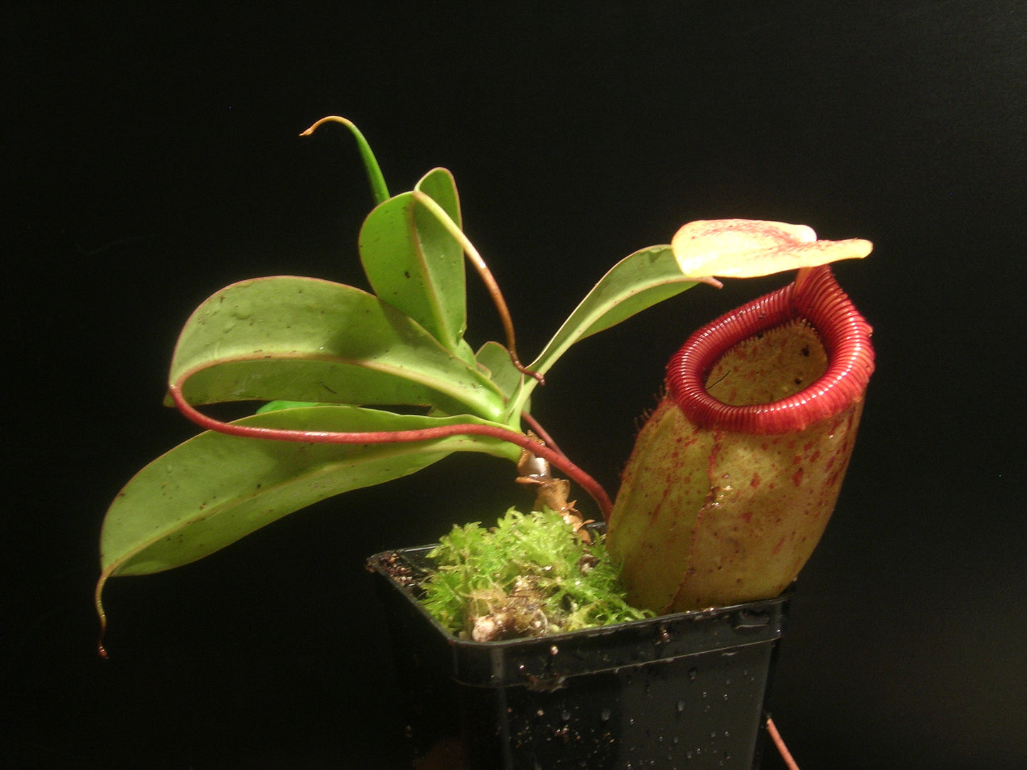 Nepenthes sibuyanensis Guiting-Guiting, Philippines