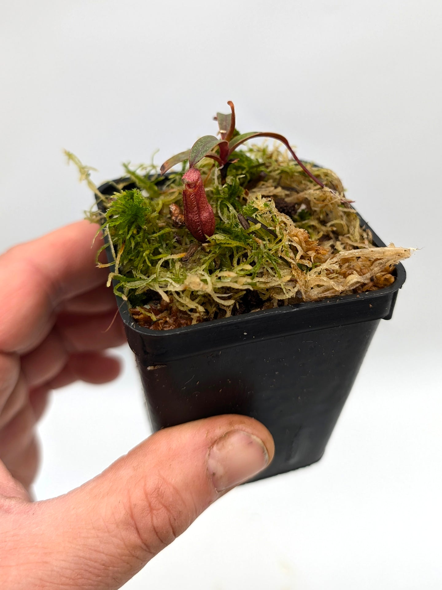 Nepenthes spec. Black Hybrid Church Camp, Gunung Murud, Borneo