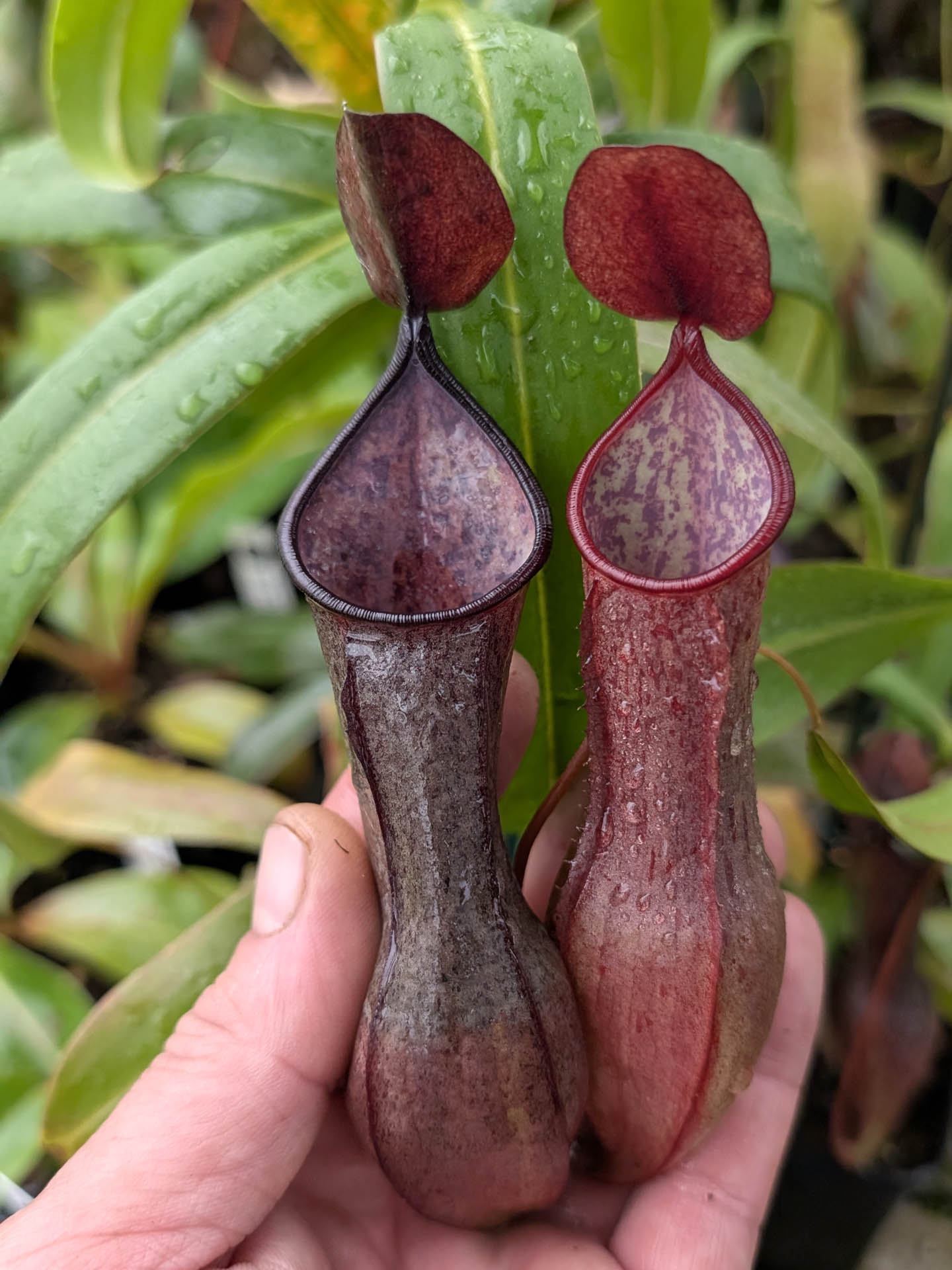 Nepenthes tobaica BE-4089