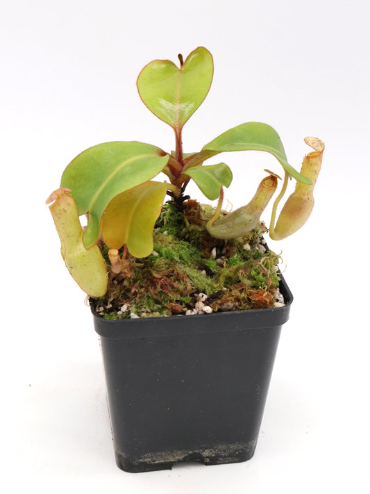 Nepenthes clipeata Clone 16-02 AW