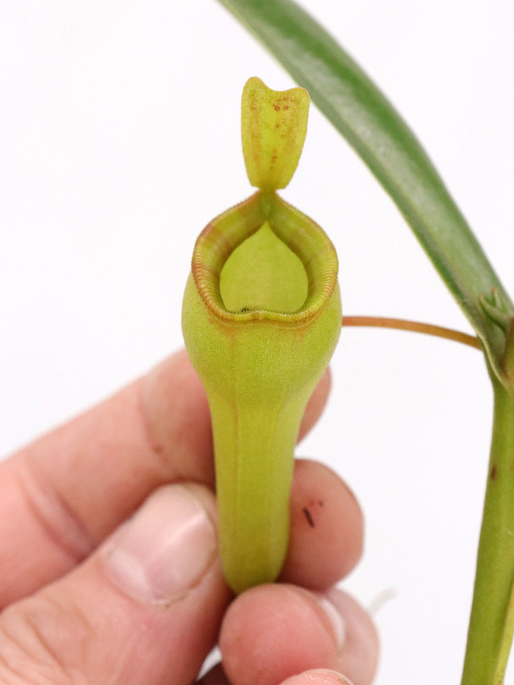 Nepenthes dubia hybrid (Dubia x Jamban)