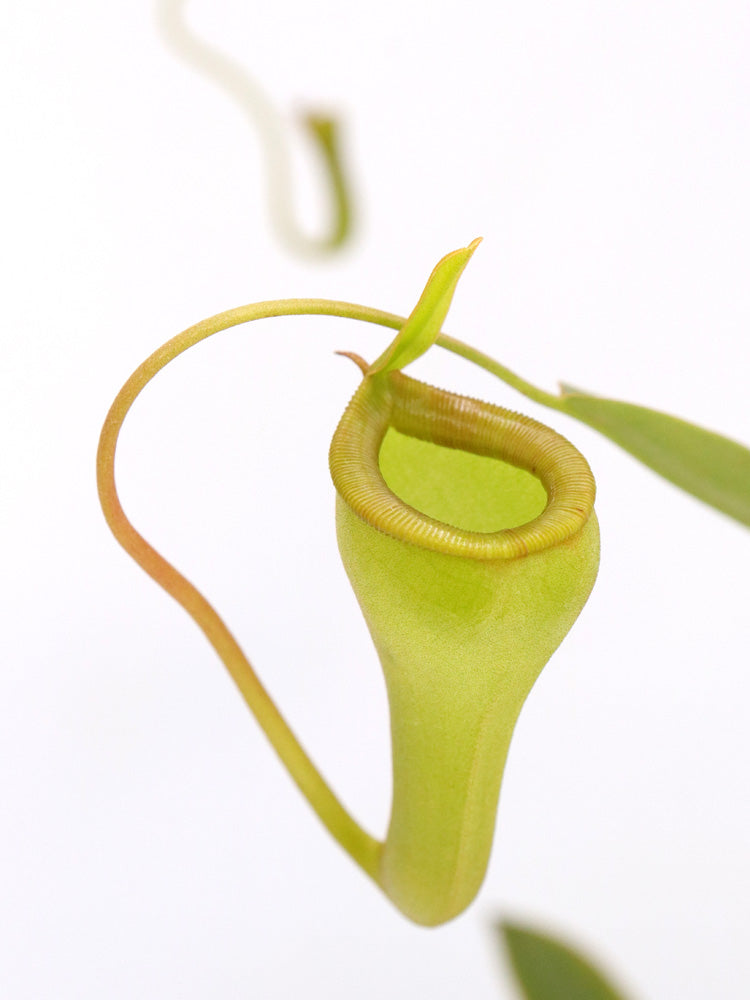 Nepenthes dubia hybrid (Dubia x Jamban)
