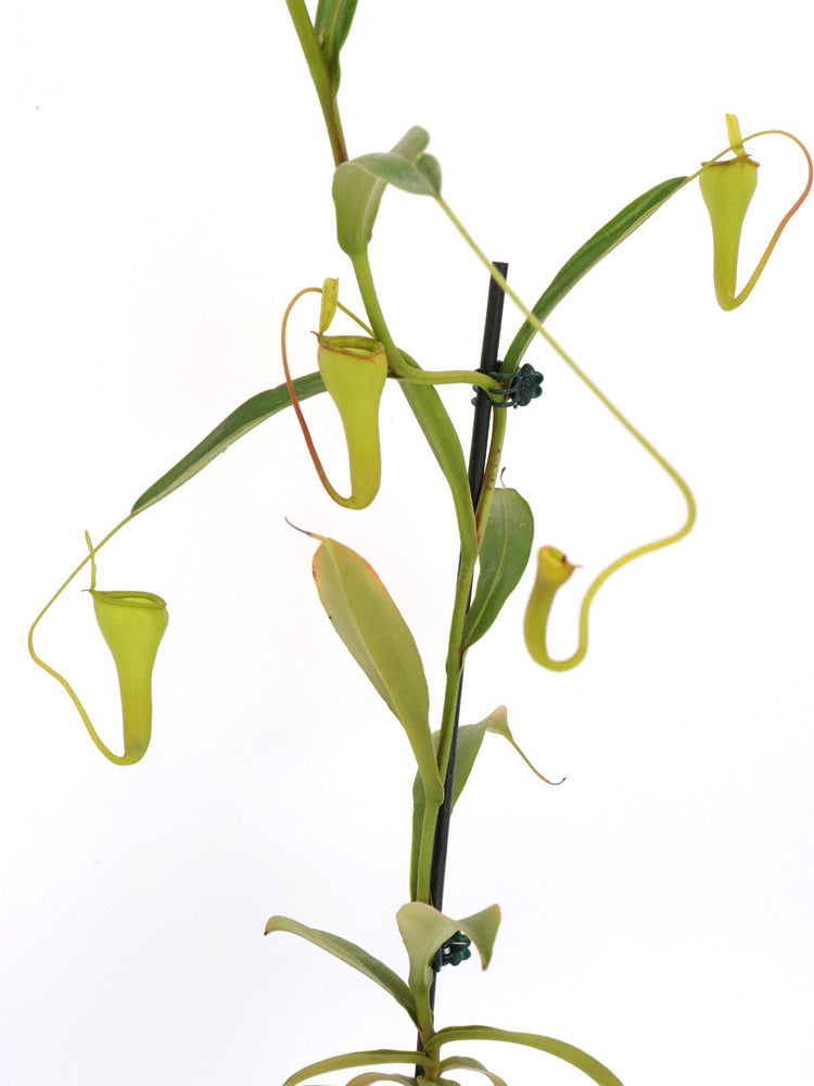 Nepenthes dubia hybrid (Dubia x Jamban)