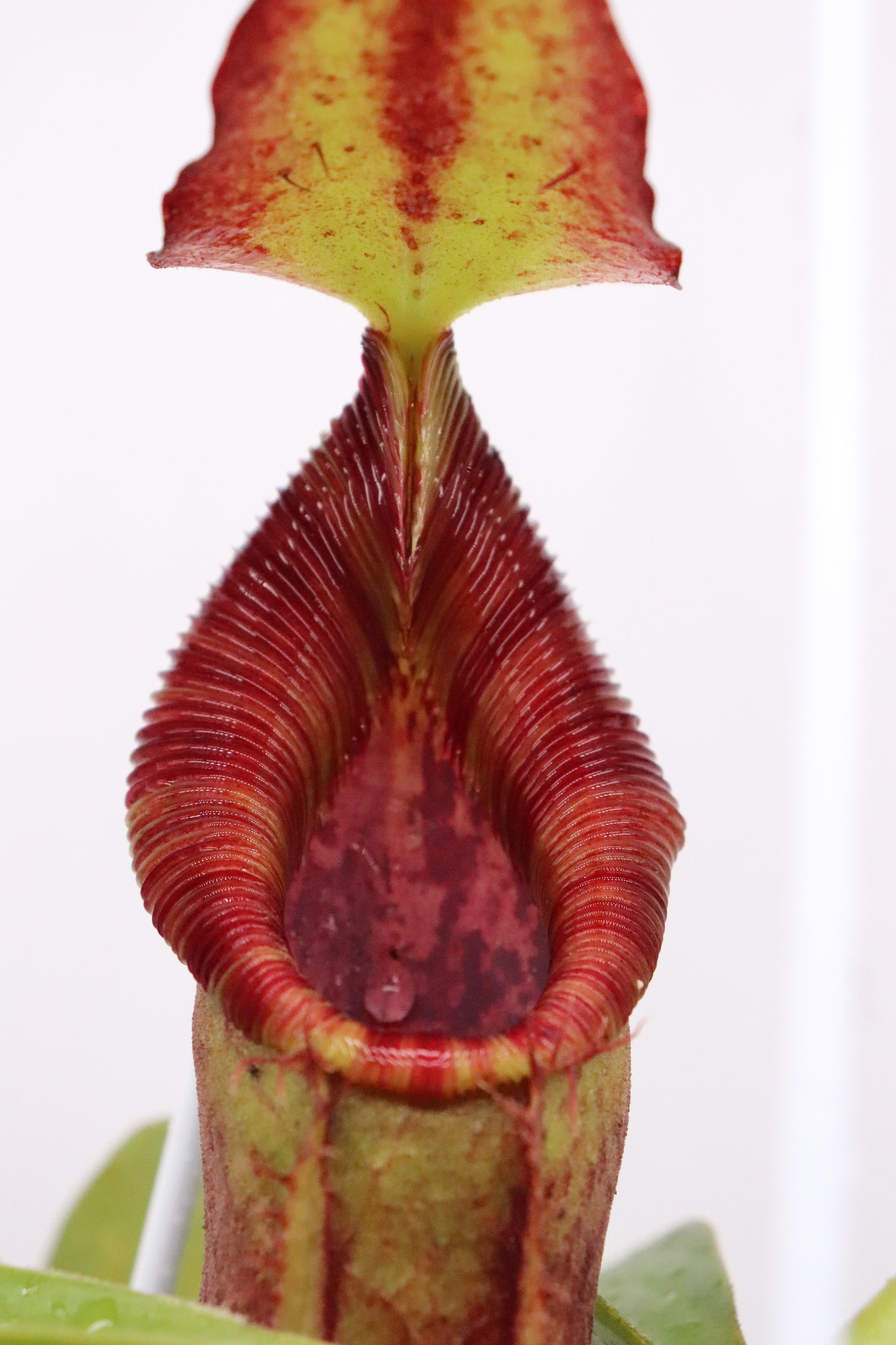 FRISCHE SAMEN NEPENTHES (SPATHULATA X LOWII) X (SPATHULATA X LOWII)