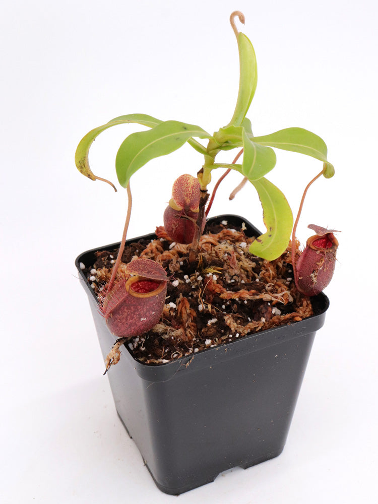 Nepenthes undulatifolia Sulawesi