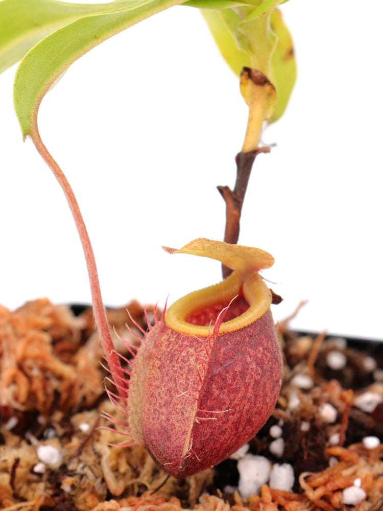 Nepenthes undulatifolia Sulawesi