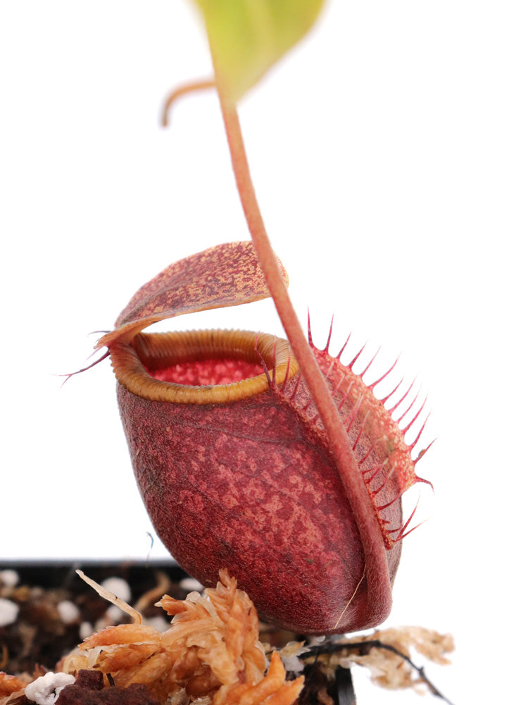 Nepenthes undulatifolia Sulawesi
