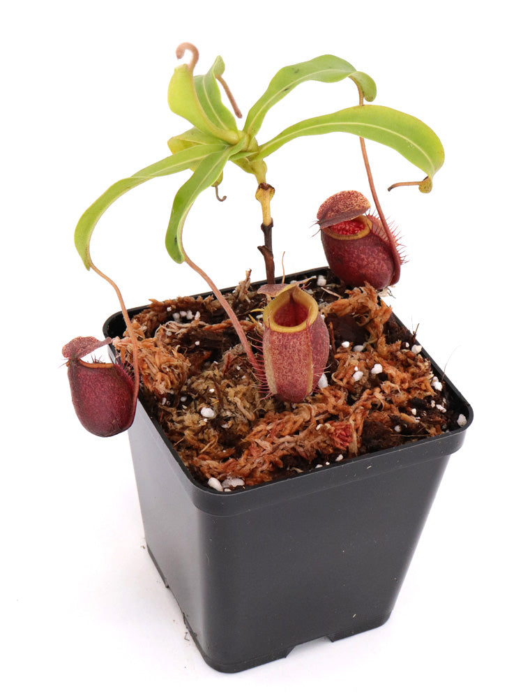 Nepenthes undulatifolia x diabolica