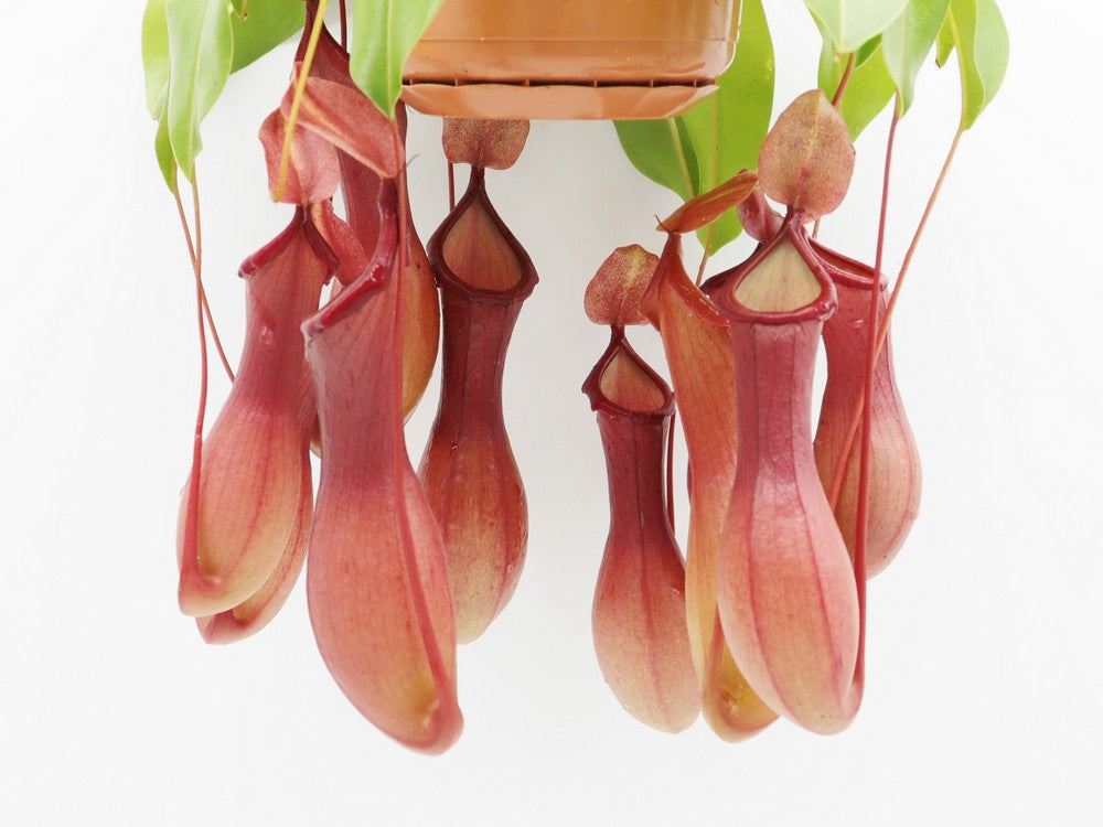 Nepenthes x "Ventrata"