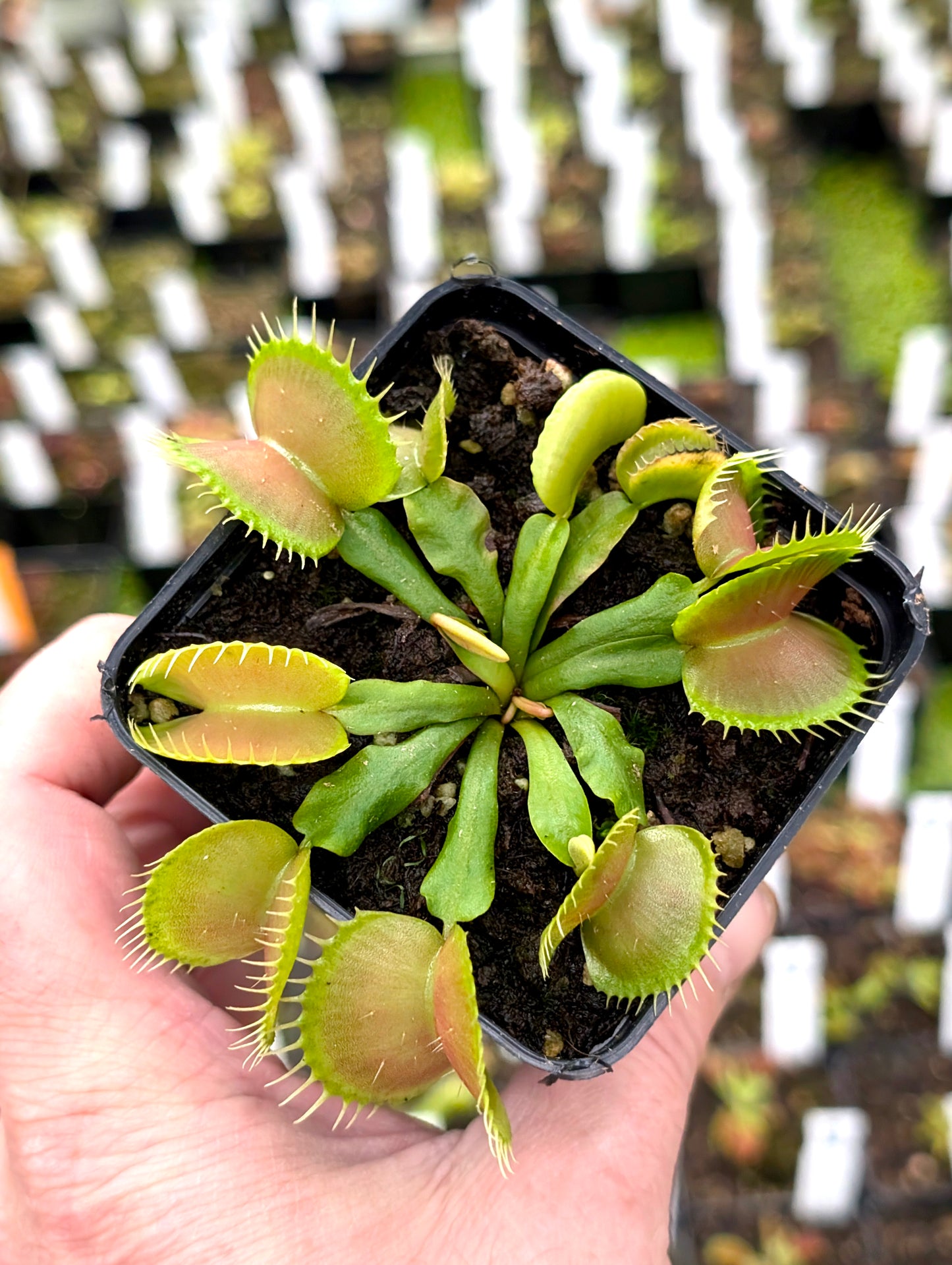 Dionaea muscipula  NWC Selected 03