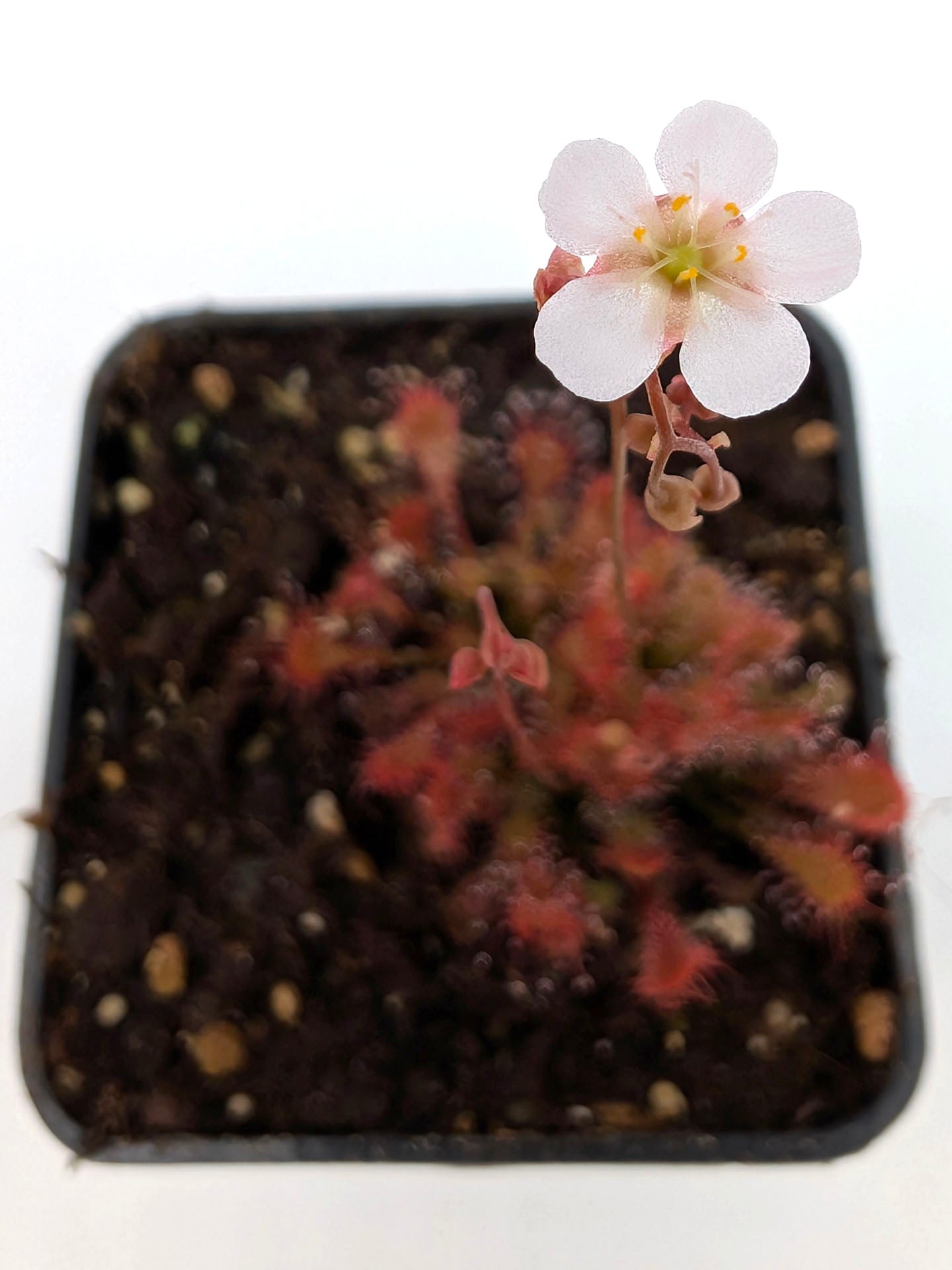 Drosera oblanceolata Hong kong