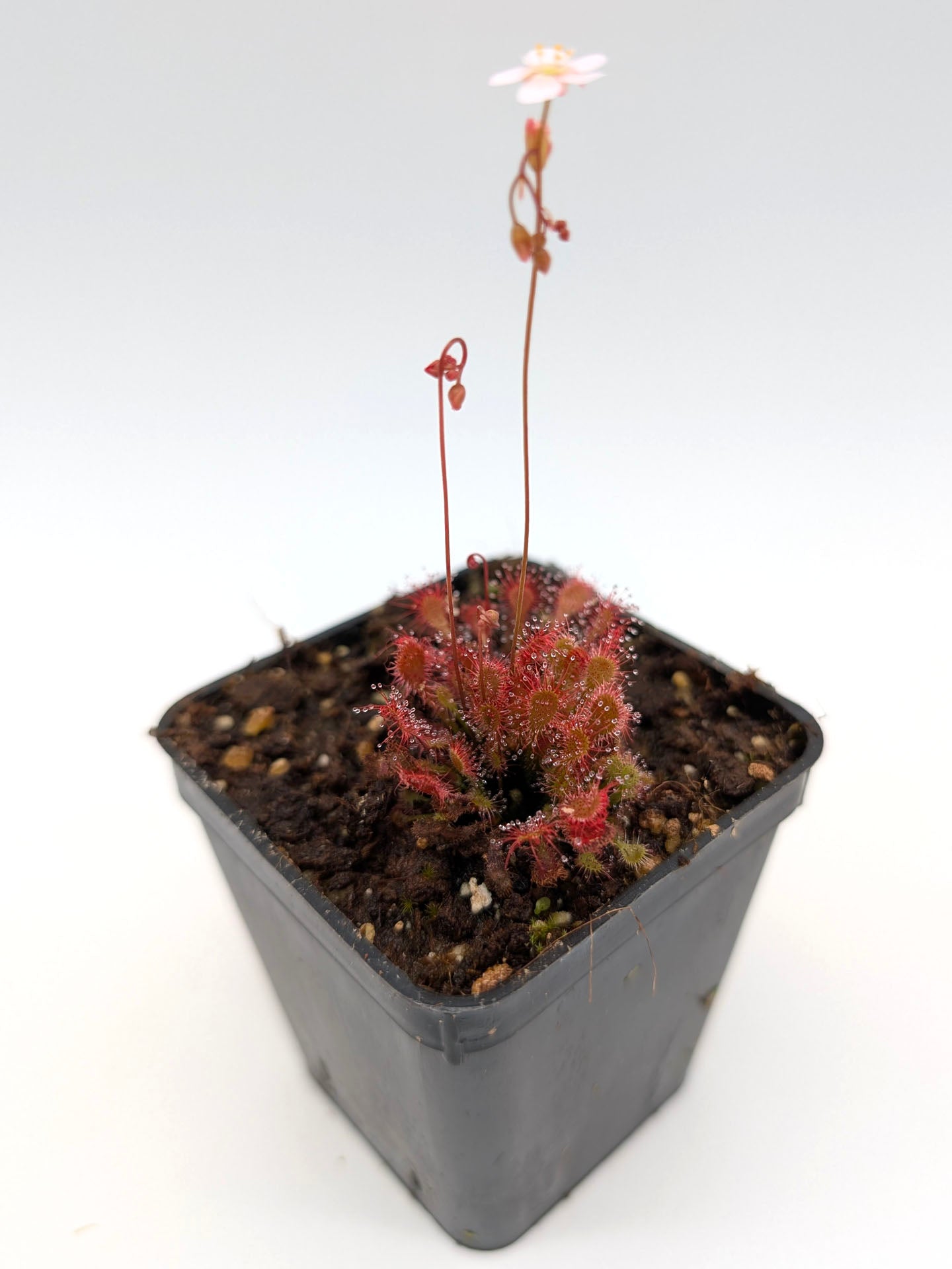 Drosera oblanceolata Hong kong