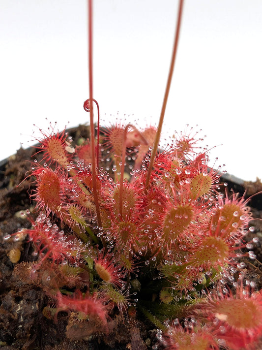 Drosera oblanceolata  Hong kong