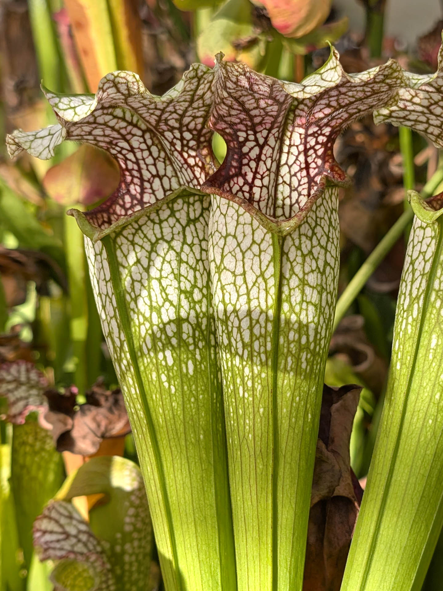 Sarracenia "October hope"