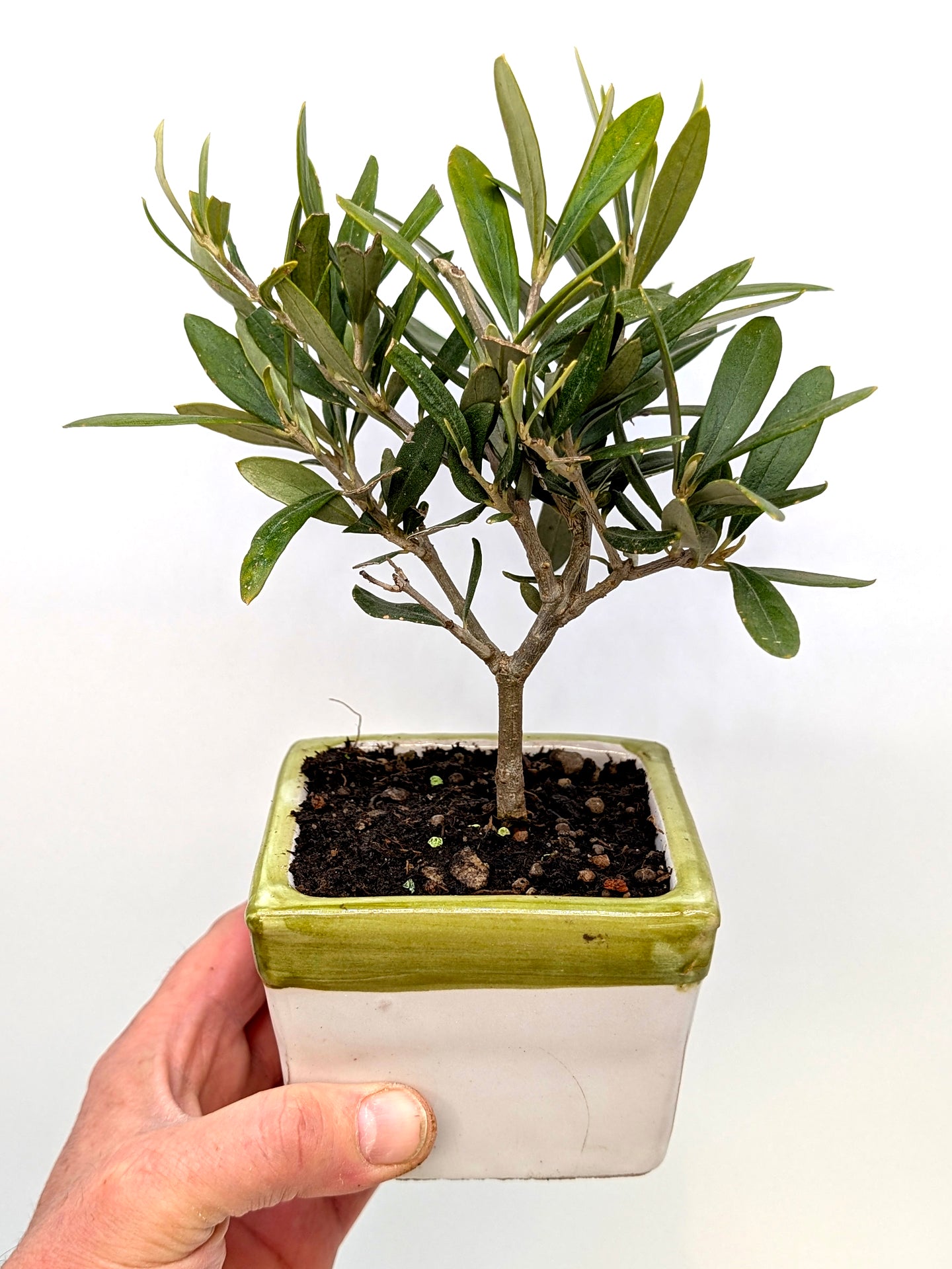 Ulivo Miniatura in Cubo Decorativo 10 cm