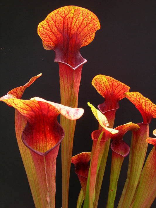 H5 GC Sarracenia "Orange sunset"
