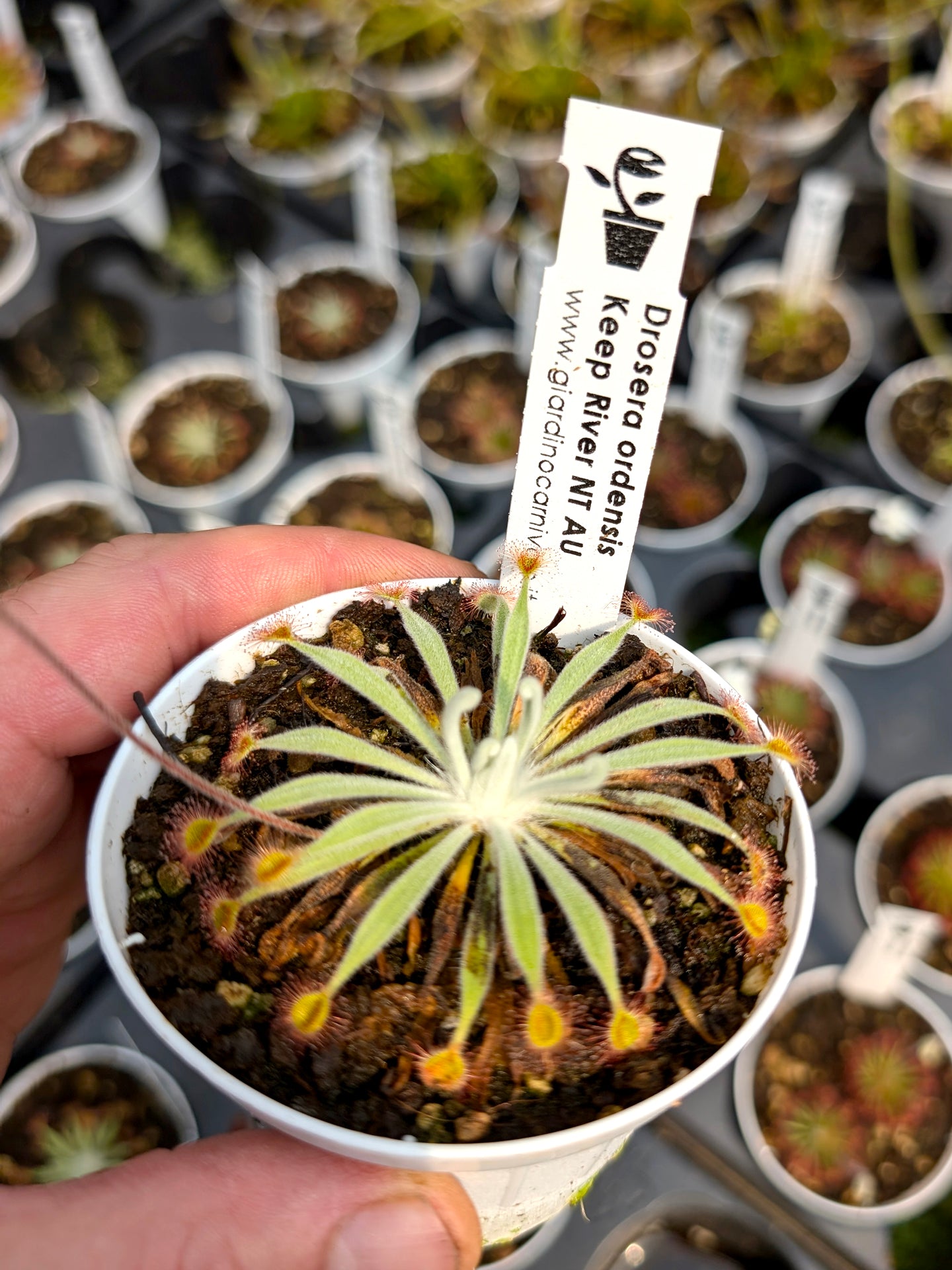 Drosera ordensis Keep river, Northern Territory, AU