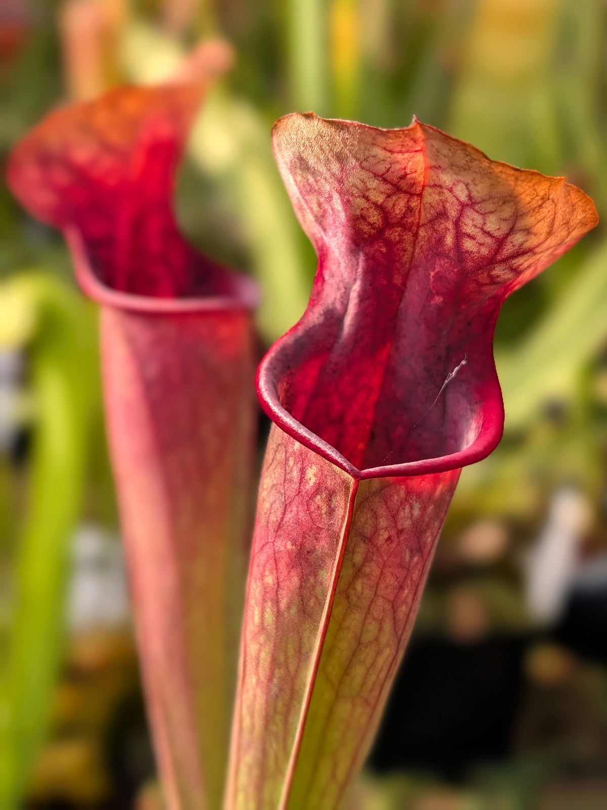 Sarracenia oreophila BCP clone