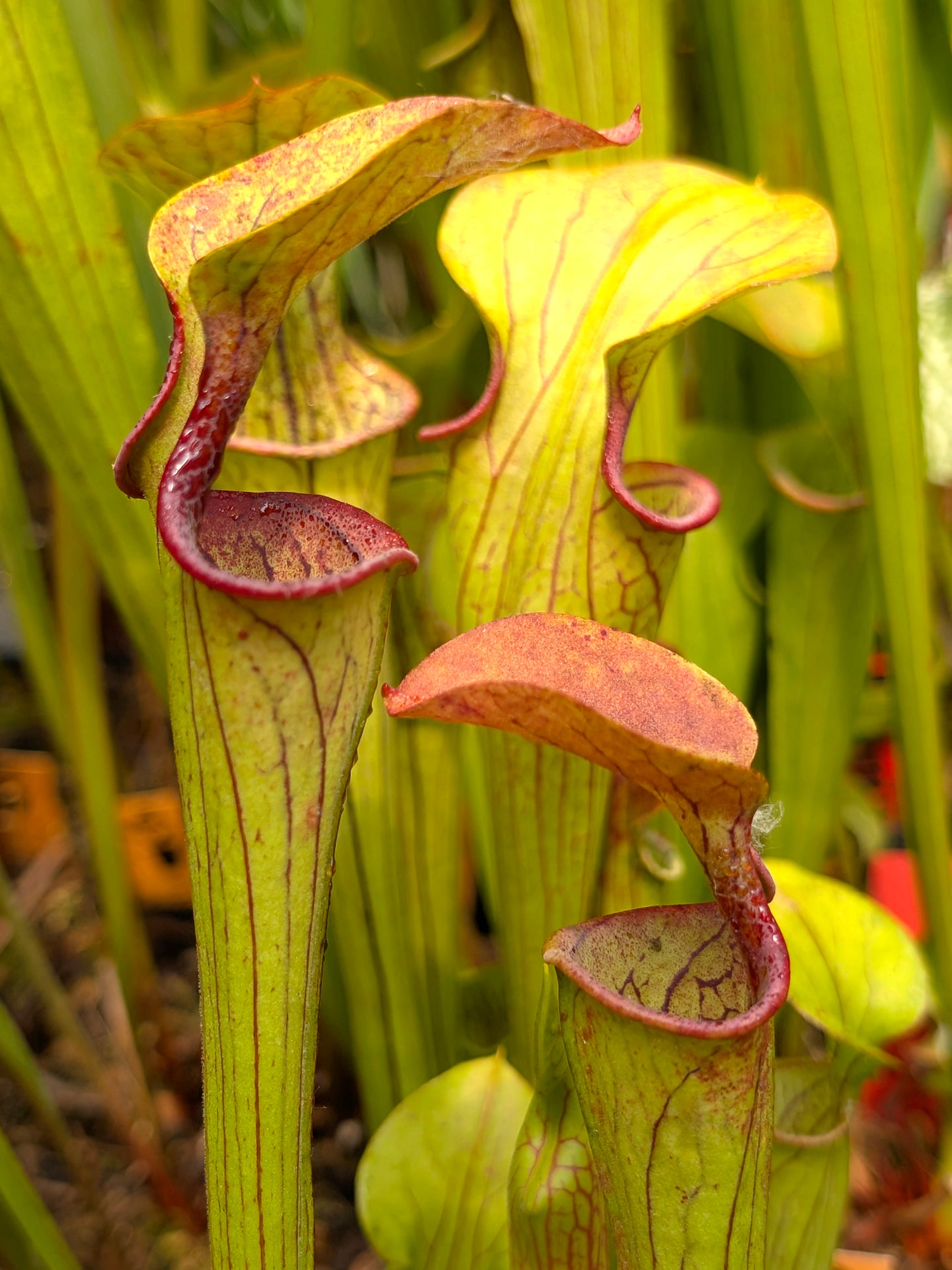 Sarracenia oreophila Thomas Carow Clone