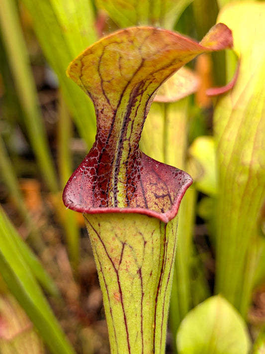 Sarracenia oreophila  Thomas Carow Clone