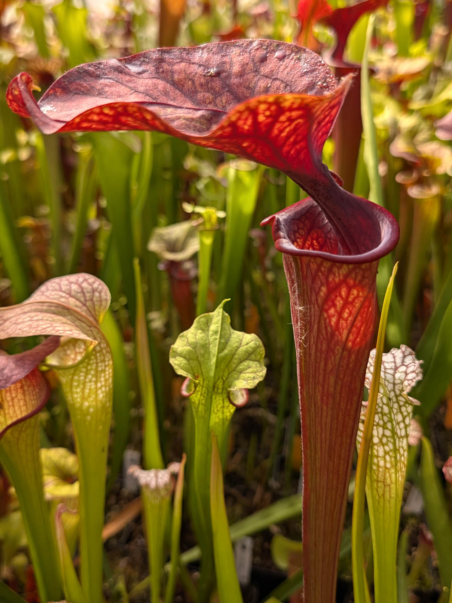 Sarracenia oreophila x ornata Clone B Srba