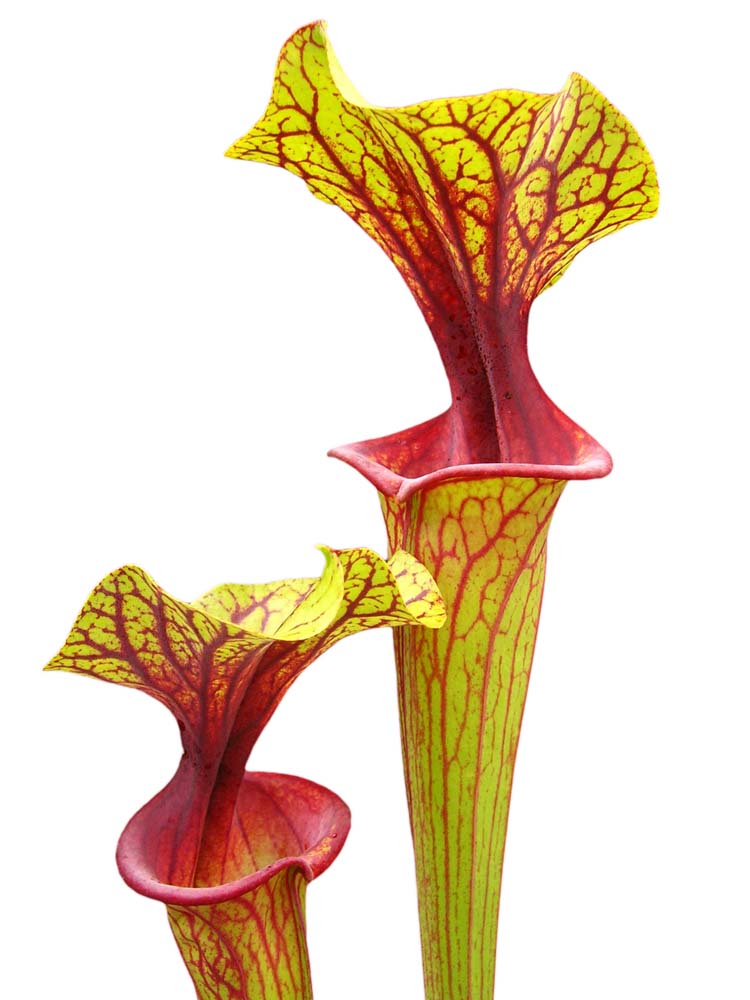 Sarracenia flava var. ornata Apalachicola National Park (Alexa)