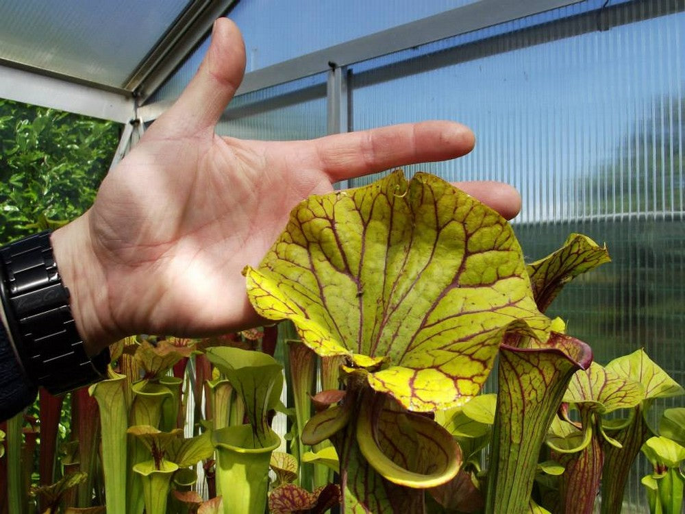 Sarracenia flava var. ornata " Giant lid " Srba
