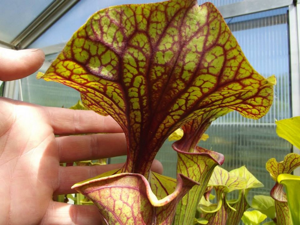 Sarracenia flava var. ornata " Giant lid " Srba