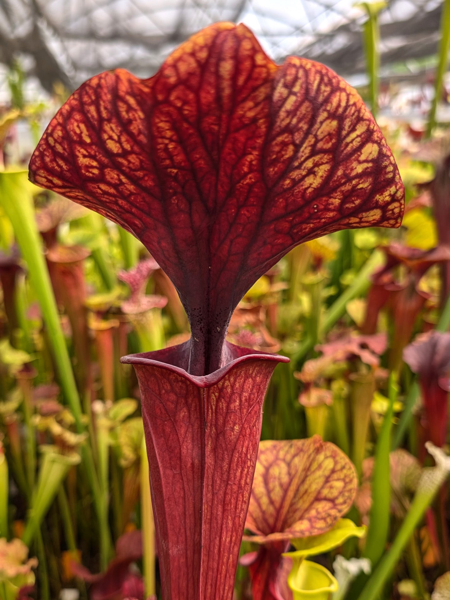 Sarracenia oreophila x ornata Clone B Srba