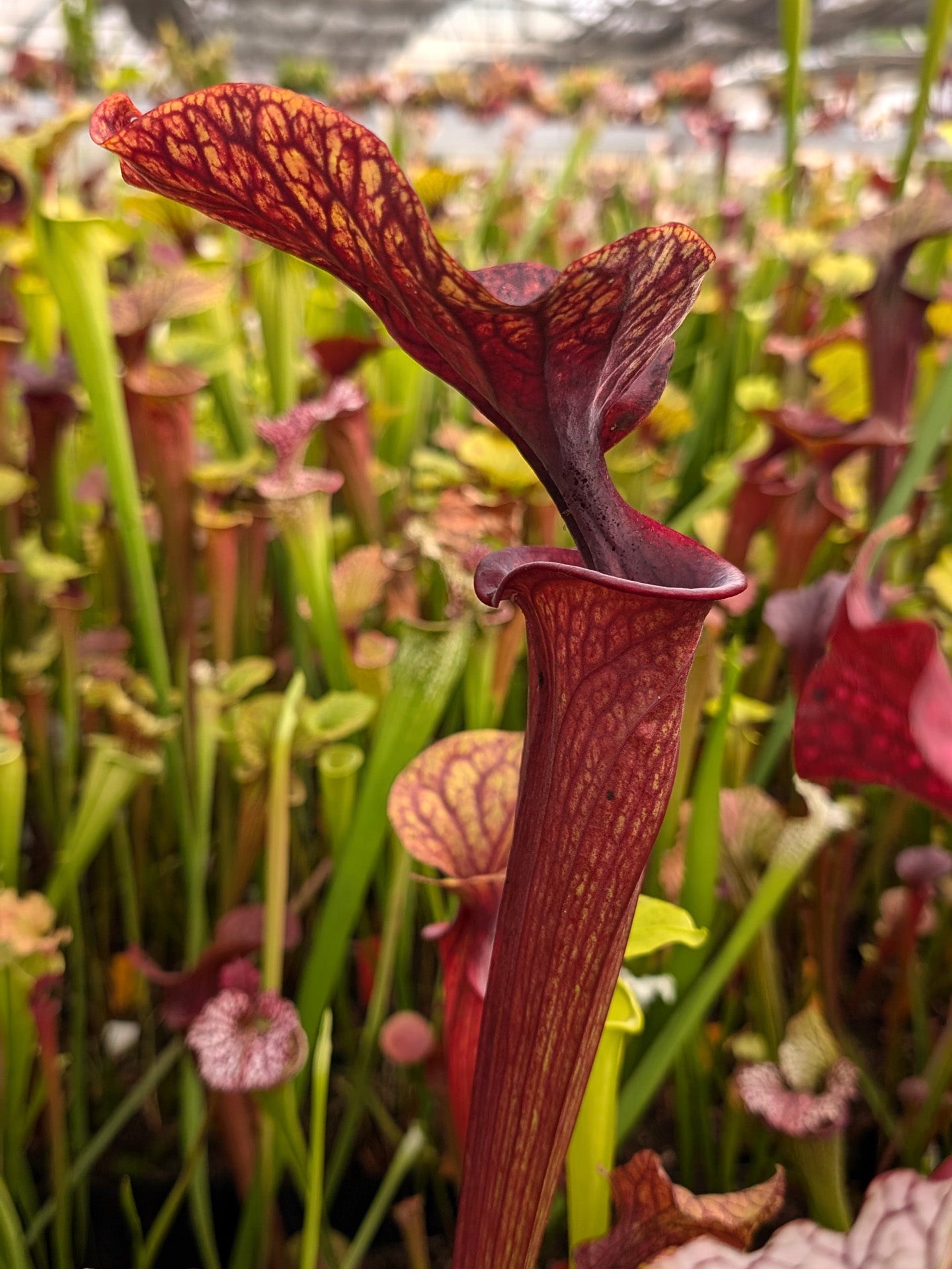 Sarracenia oreophila x ornata Clone B Srba
