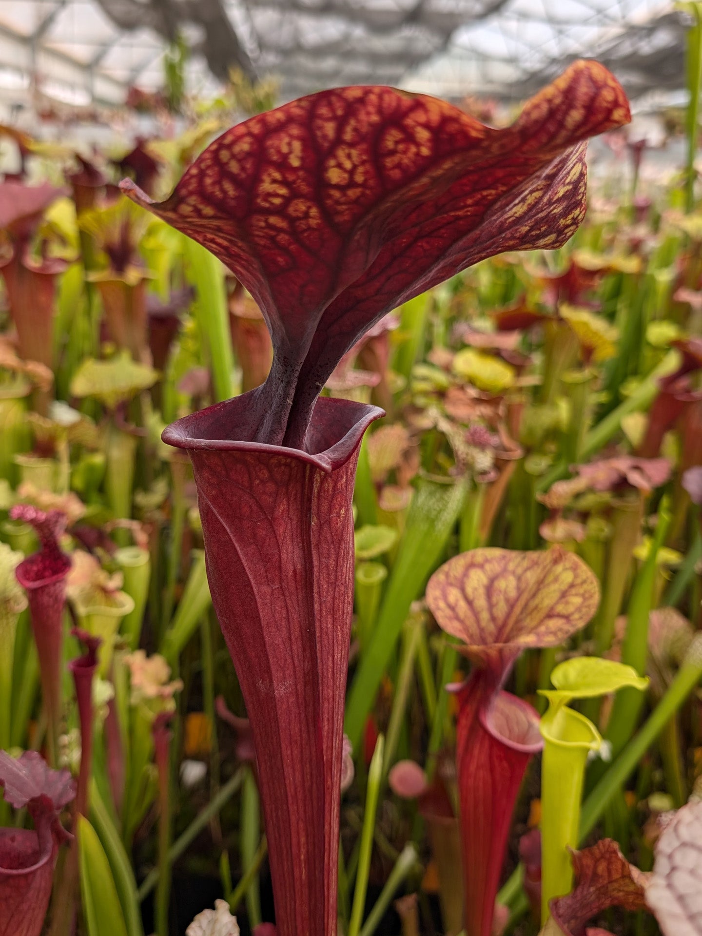 Sarracenia oreophila x ornata Clone B Srba