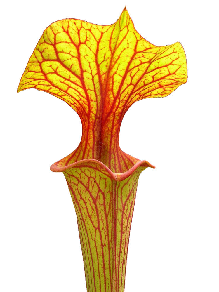 Sarracenia flava var. ornata Apalachicola national park (Ermacora)