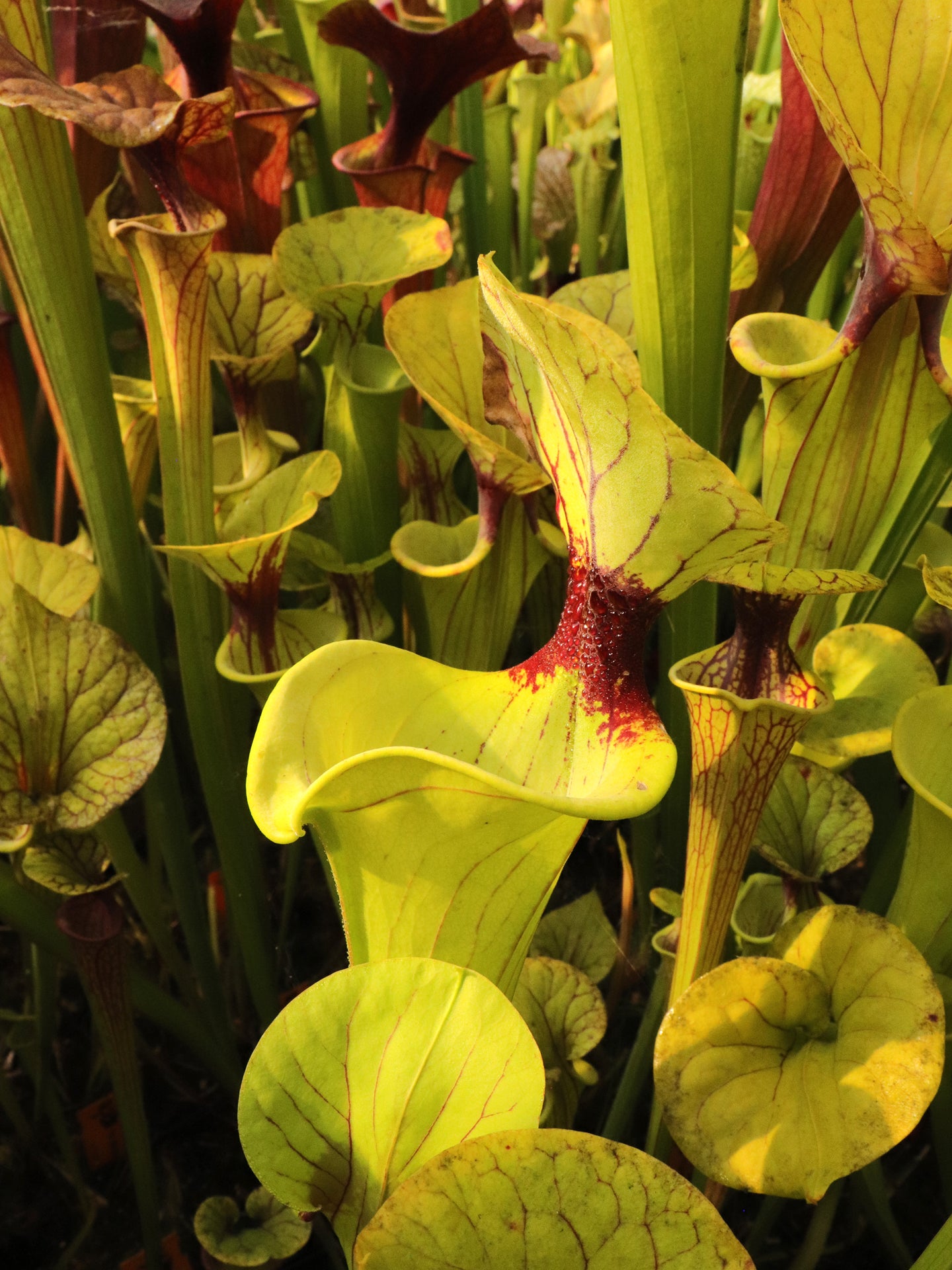 Sarracenia flava var. ornata (Potterton & Martin)