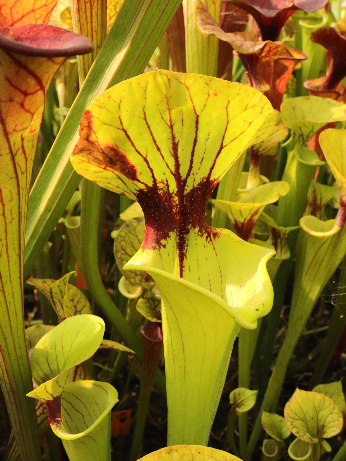 Sarracenia flava var. ornata (Potterton & Martin)