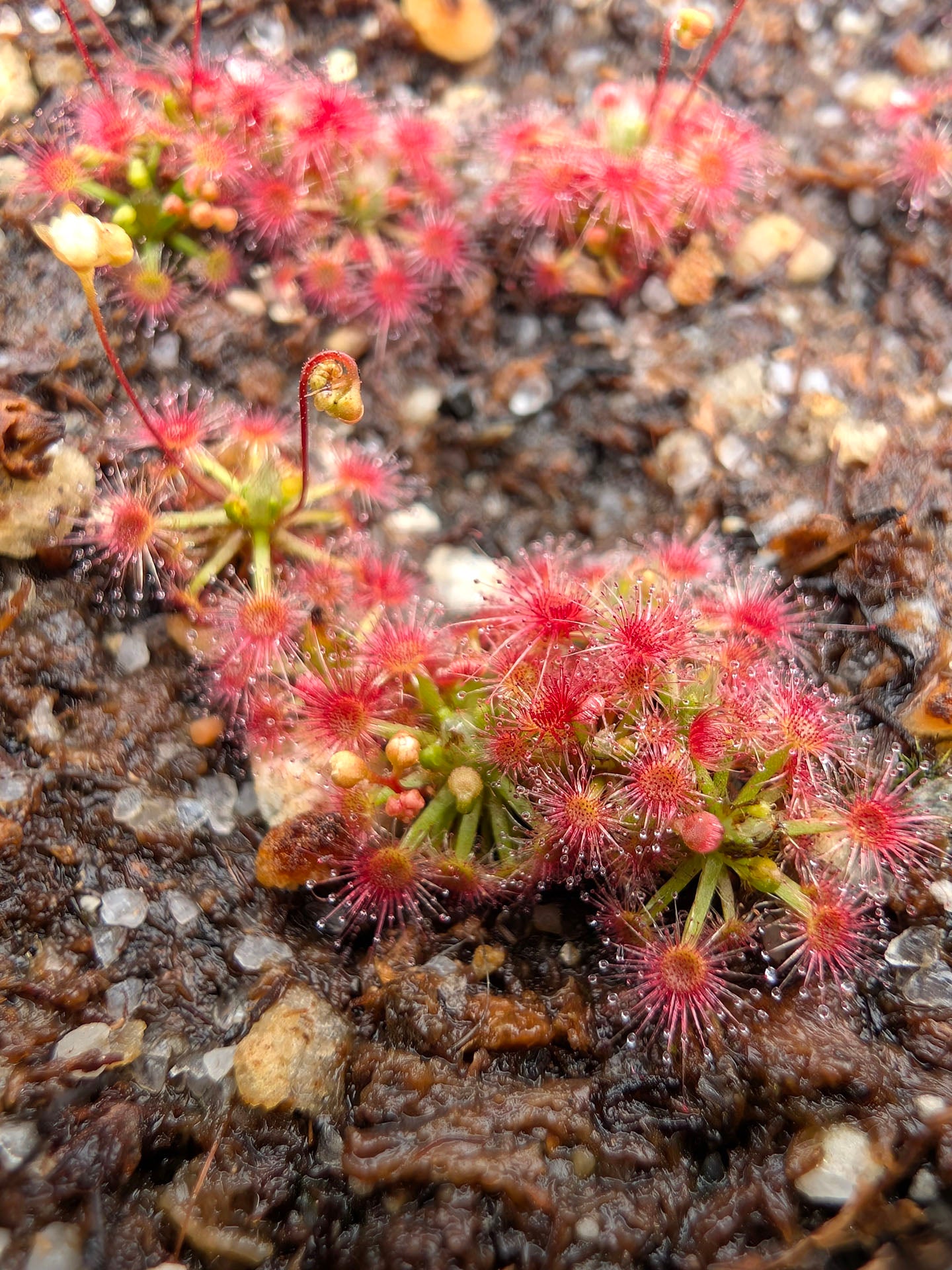 Drosera paleacea WA