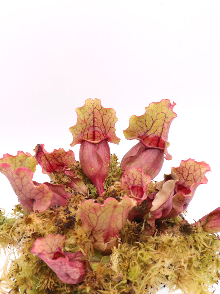 Sarracenia purpurea ssp. venosa Pale Yellow Green Pitchers