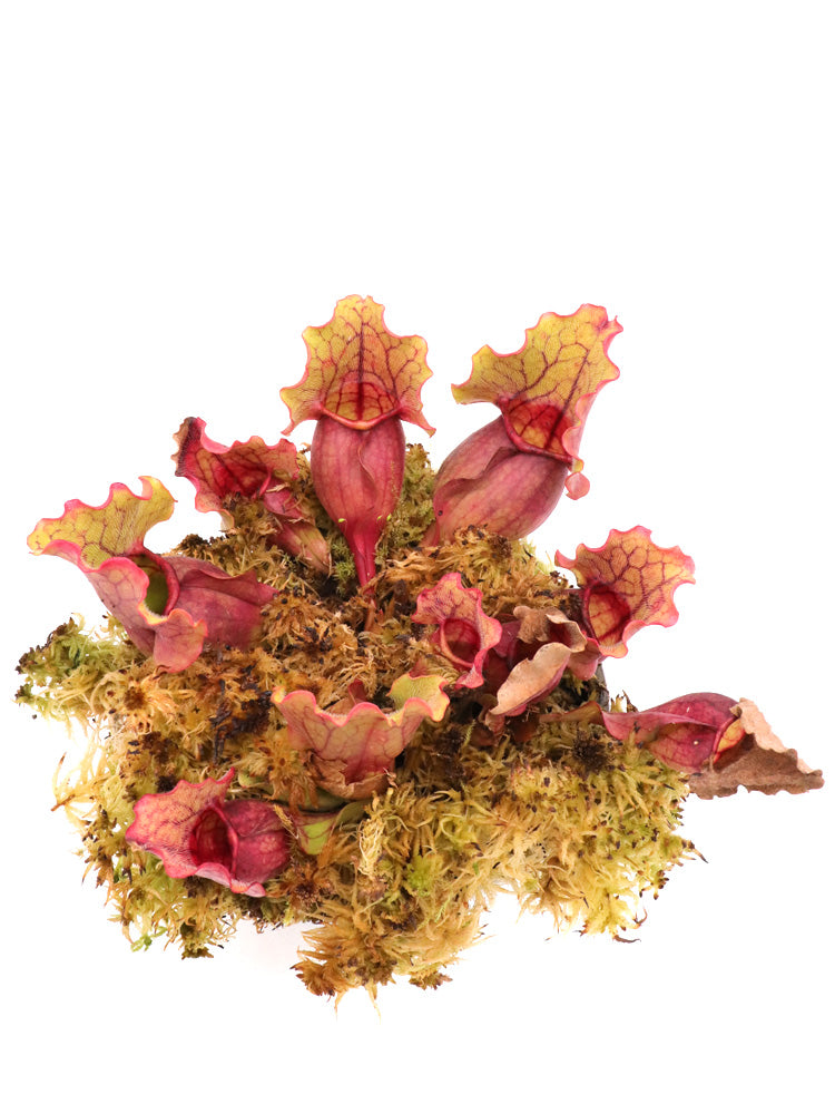 Sarracenia purpurea ssp. venosa Pale Yellow Green Pitchers