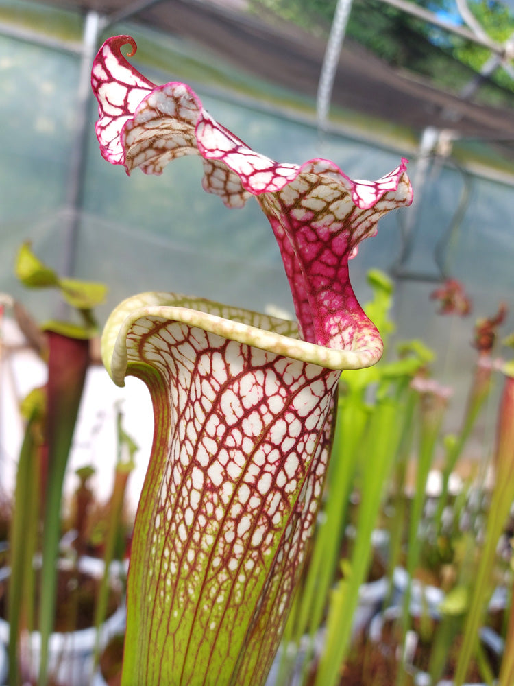 H39 GC Sarracenia "Parise Dream"