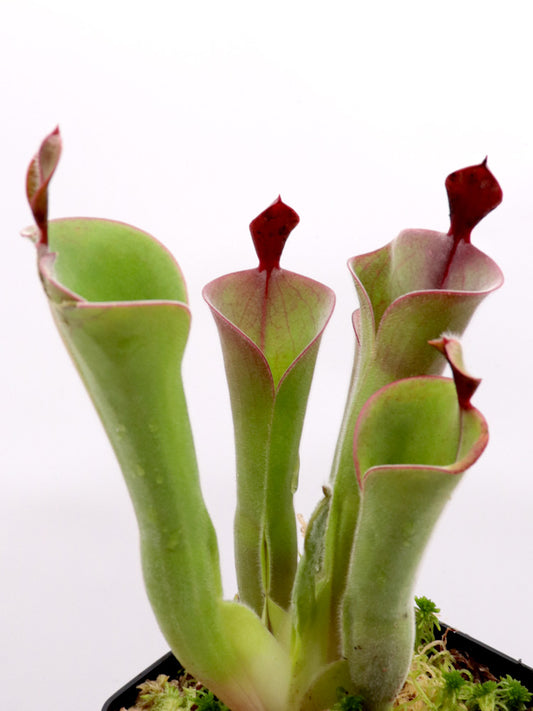 Heliamphora parva  Cerro Neblina , Venezuela