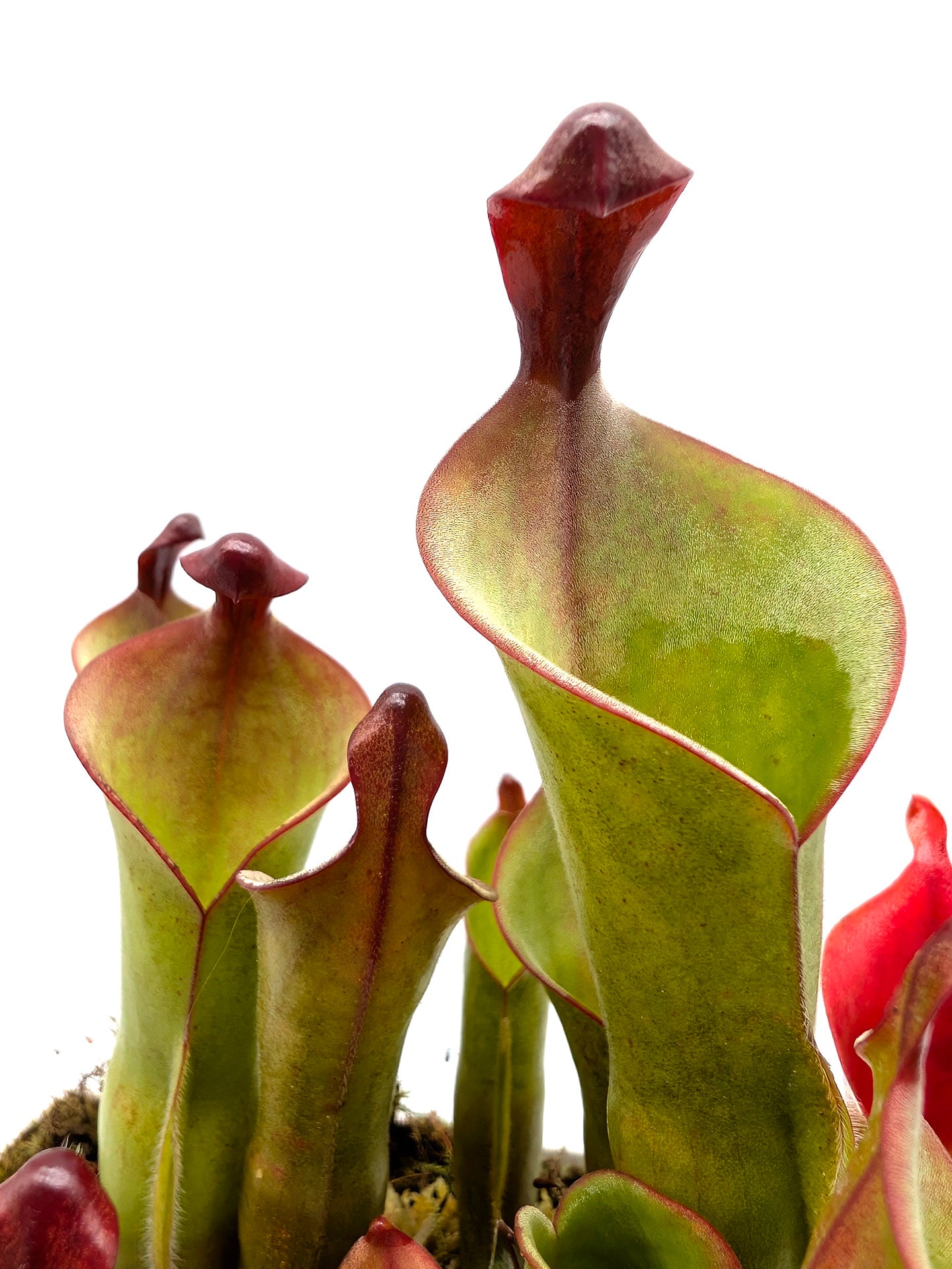 Heliamphora parva x purpurascens