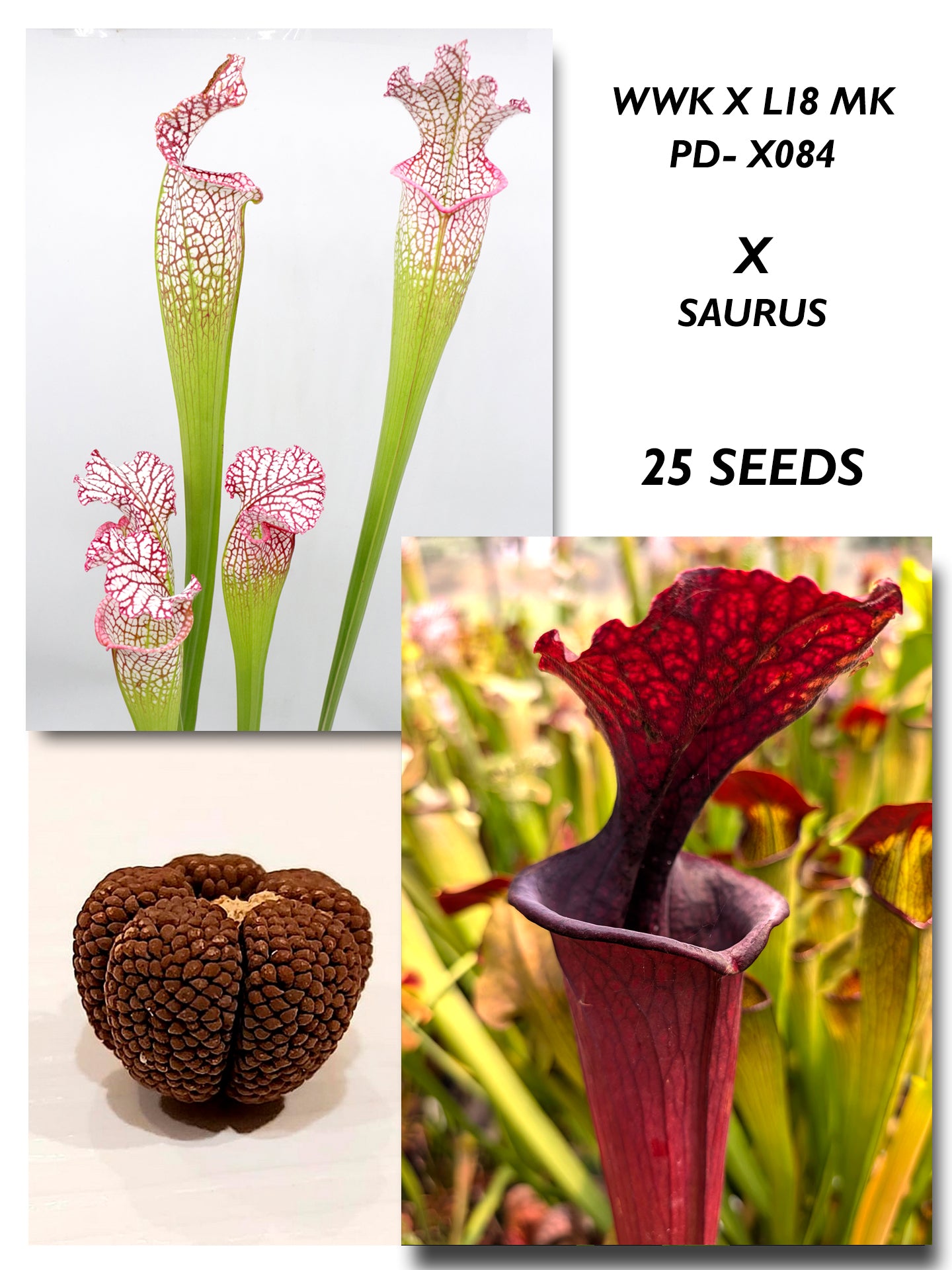 SARRACENIA (WWK X L18 MK) PD-084 X SAURUS