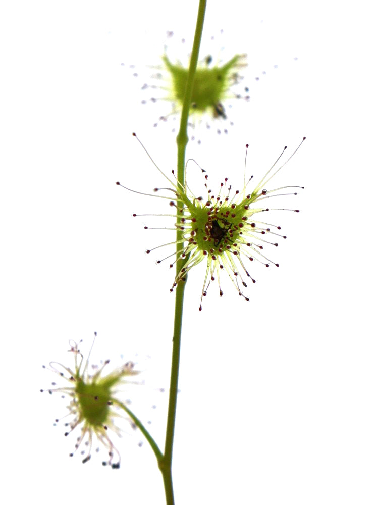 Drosera peltata