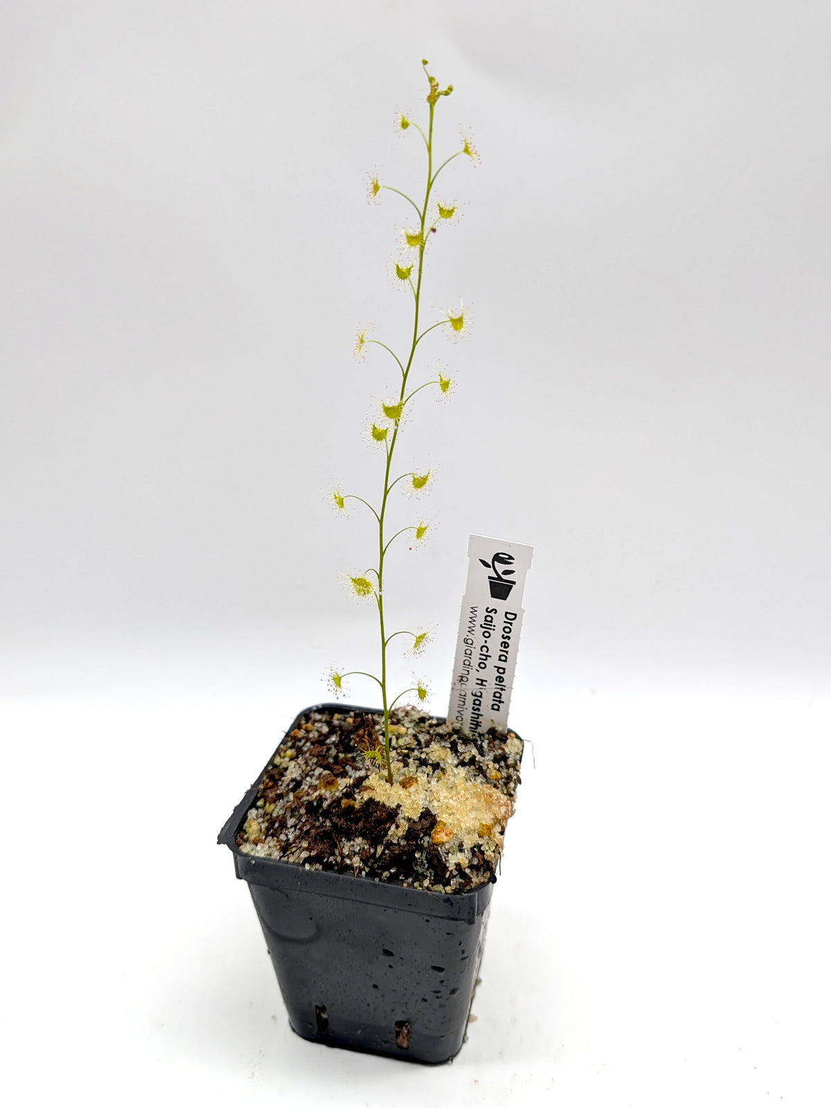 Drosera peltata Saijo-Cho, Higashihiroshima, Japan