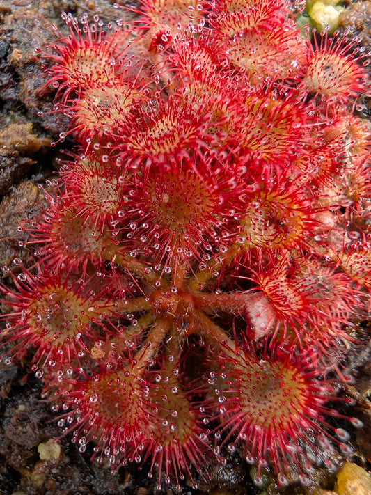 Drosera pilosa  Large form, Zambia