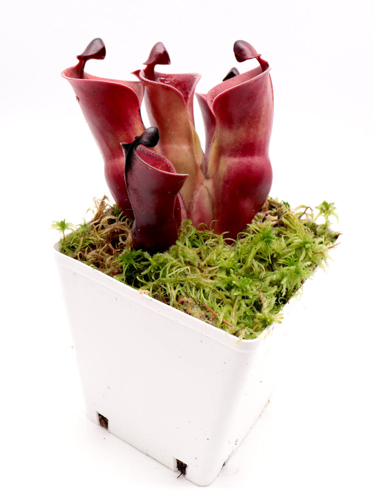 Heliamphora minor var. pilosa x Macdonaldae