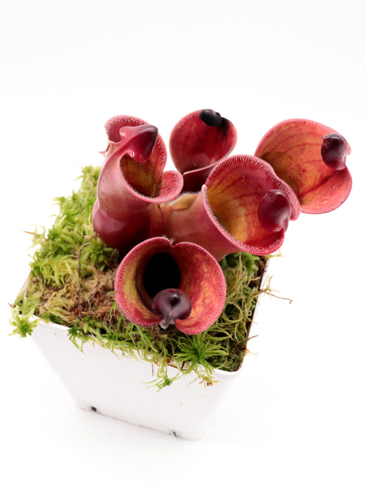 Heliamphora minor var. pilosa x Macdonaldae