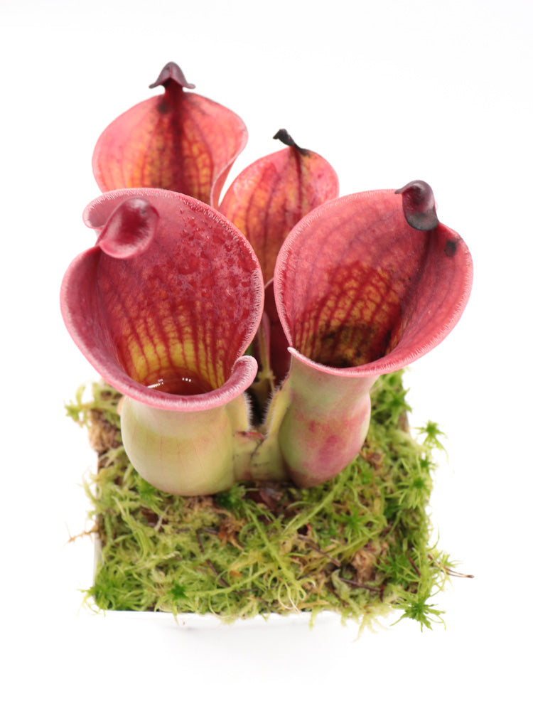 Heliamphora minor var. pilosa x Macdonaldae